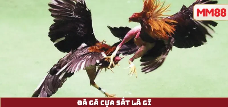 Đá Gà Cựa Sắt – Trận Chiến Đỉnh Cao & Trải Nghiệm Livestream Cực Nét Cùng MM88 3 Đá Gà Cựa Sắt Là Gì
